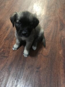 Cute puppy sitting on a wood floor looking at the camera