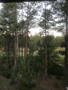 View of a golf course through a line of trees